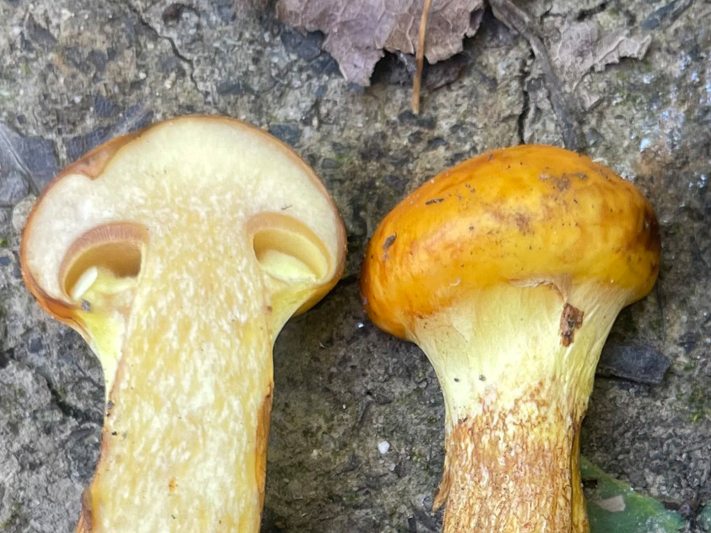 Photo © Sarah Ebdon Suillus grevillei by Sarah Ebdon
